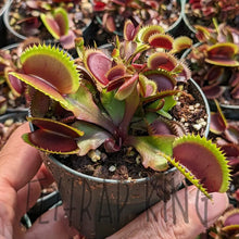 Load image into Gallery viewer, 3’’ pot of Red Piranha Venus flytrap 3’’ potted