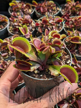 Load image into Gallery viewer, 3’’ pot of Red Piranha Venus flytrap 3’’ potted