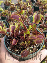 Load image into Gallery viewer, 4’’ pot of Red Piranha venus flytraps