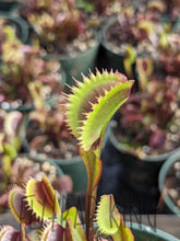 Load image into Gallery viewer, 4’’ pot of Red Piranha venus flytraps