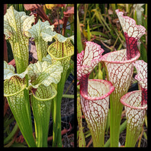 Load image into Gallery viewer, Seed mix 91. Sarracenia slam.  Approximately 175 seeds!