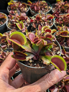 3" pot of Red Piranha Venus flytrap