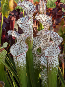 Sarracenia "Wilkerson's Red F2" Pitcher Plant