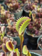 Load image into Gallery viewer, 4&quot; pot of Red Piranha Venus flytrap