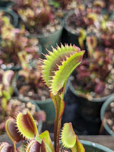4" pot of Red Piranha Venus flytrap