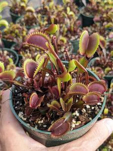 4" pot of Red Piranha Venus flytrap
