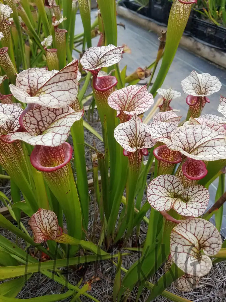 Cephalotus follicularis ‘Adrian Slack’ Sarracenia 'Adrian Slack' pitcher plant – Flytrap King