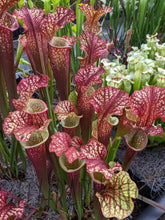 Load image into Gallery viewer, Sarracenia 'Dragon Queen' -Flytrap King