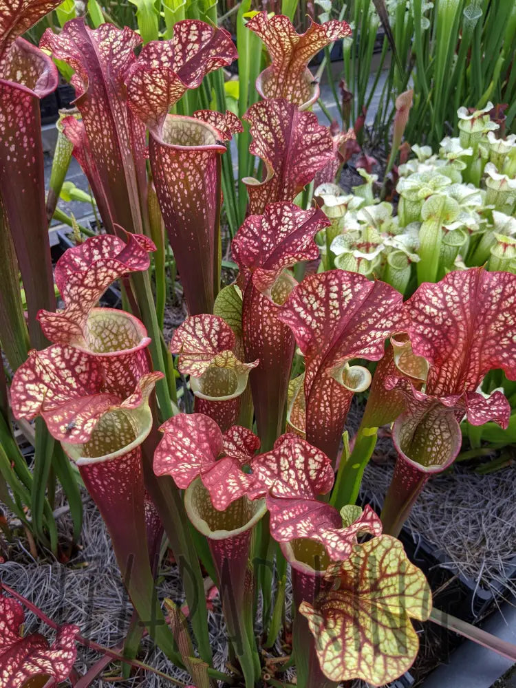 potted plant drag queen Sarracenia 'Dragon Queen' pitcher plant – Flytrap King