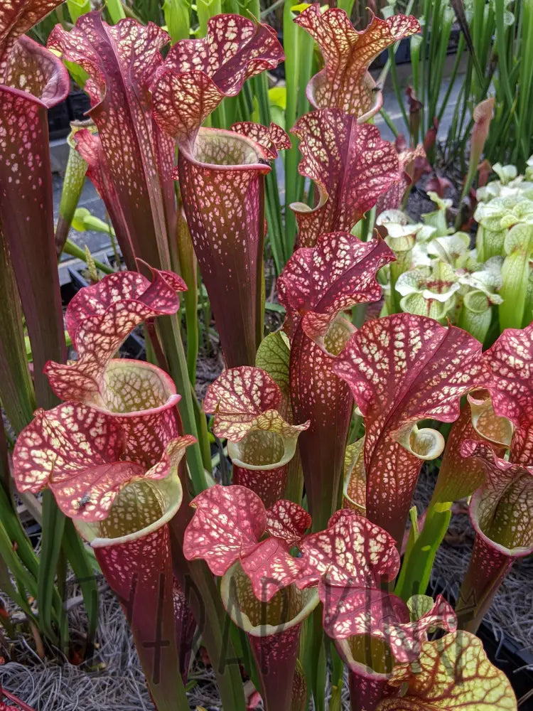 Sarracenia 'Dragon Queen' pitcher plant – Flytrap King
