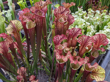 Load image into Gallery viewer, Sarracenia 'Dragon Queen' -Flytrap King
