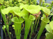 Load image into Gallery viewer, Sarracenia flava "Carolina Trumpet" Pitcher Plant-Flytrap King