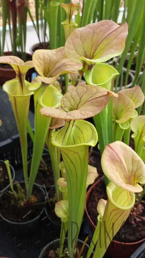 ワラカプ Sarracenia flava var. cuprea - 