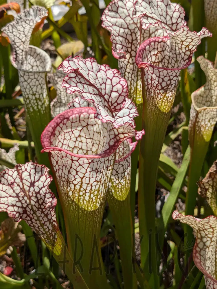Sarracenia 'Kilimanjaro' x 'Lunchbox' pitcher plant – Flytrap King