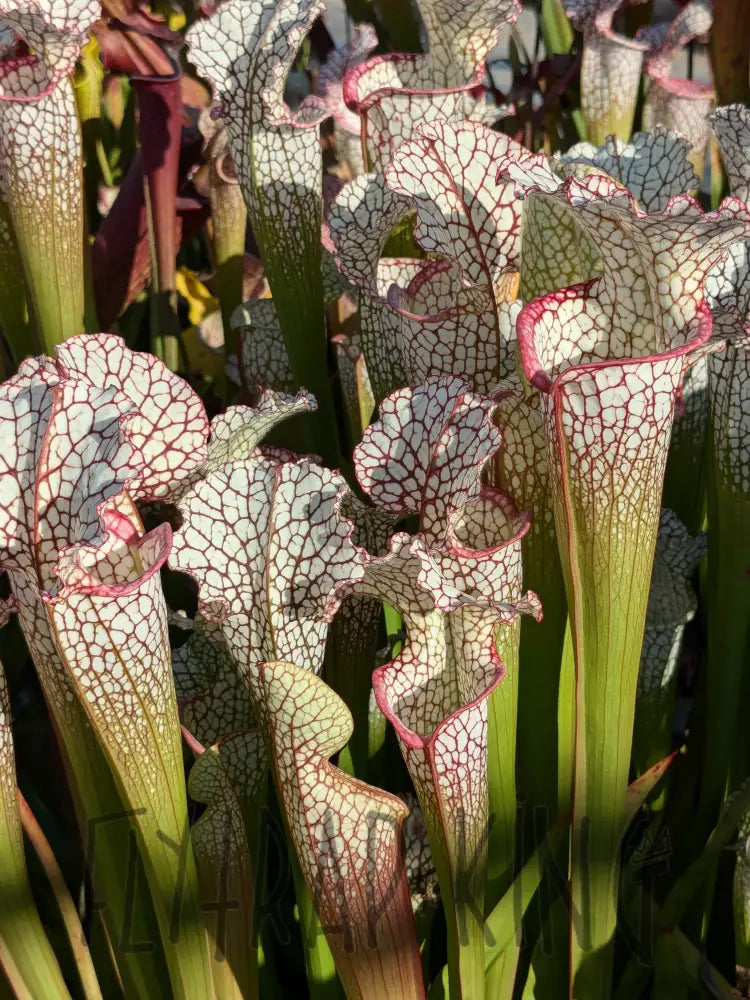 Sarracenia 'Kilimanjaro' x 'Lunchbox' pitcher plant