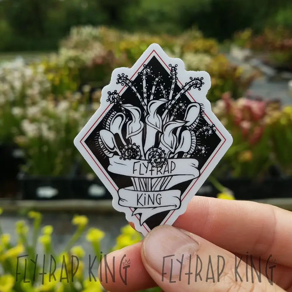 Sarracenia 'Leah Wilkerson' x 'Adrian Slack' Seeds – Flytrap King