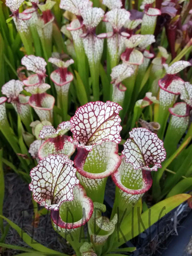 Sarracenia 'Lunchbox' Pitcher Plant – Flytrap King