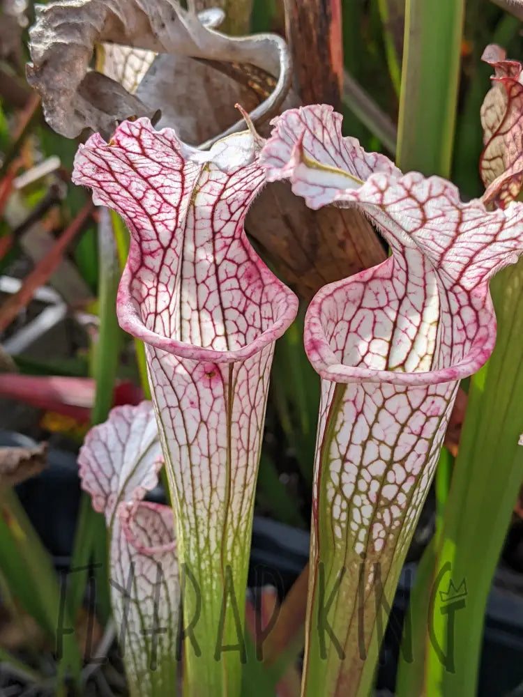 Sarracenia readii x 'Schnell's Ghost' pitcher plant – Flytrap King