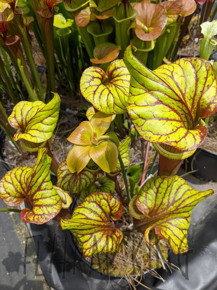 Sarracenia 