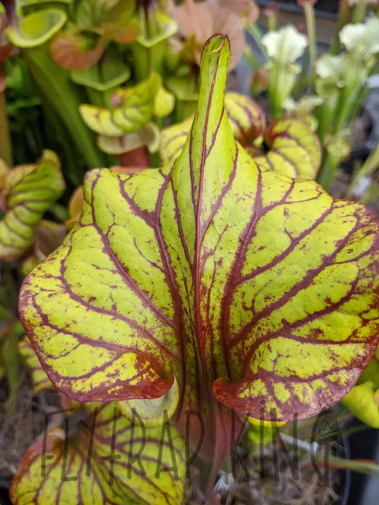 Sarracenia 