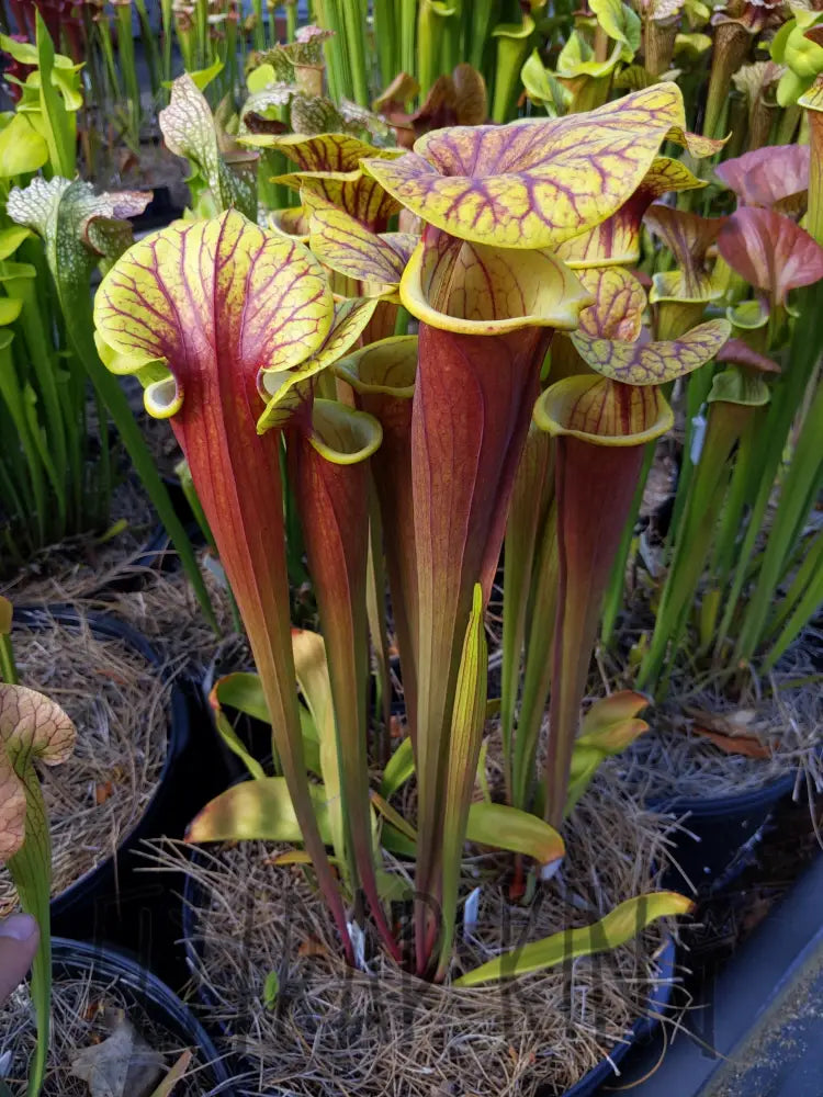 Sarracenia 