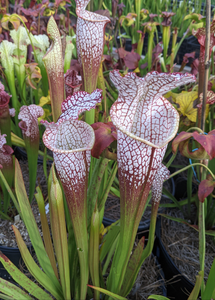 Sarracenia leucophylla "Bright Red Covington" pitcher plant