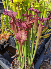Load image into Gallery viewer, Wilkerson&#39;s Red-Flytrap King