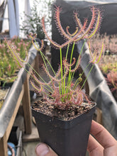 Load image into Gallery viewer, Drosera binata &quot;Marston Dragon&quot; Forking Sundew - 2.5&quot; potted-Flytrap King