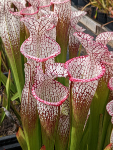 Sarracenia leucophylla "purple lips" pitcher plant