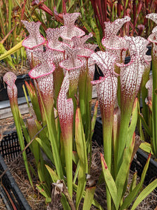 Sarracenia leucophylla "purple lips" pitcher plant