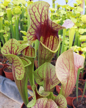 Load image into Gallery viewer, Sarracenia &quot;Bengal Tiger&quot; - Catesby&#39;s Pitcher Plant-Flytrap King