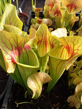 Load image into Gallery viewer, Sarracenia &quot;Bengal Tiger&quot; - Catesby&#39;s Pitcher Plant-Flytrap King