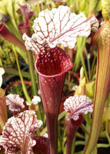 Load image into Gallery viewer, Sarracenia &quot;Hawaiian Ice&quot; Pitcher Plant-Flytrap King