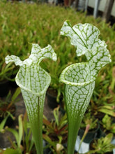 Load image into Gallery viewer, Sarracenia &quot;Hurricane Creek White&quot; White Top Pitcher Plant-Flytrap King