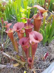 Sarracenia 'Isabelle' pitcher plant-Flytrap King