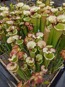 Sarracenia Leah Wilkerson Pitcher Plant-Flytrap King