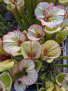 Sarracenia Leah Wilkerson Pitcher Plant-Flytrap King