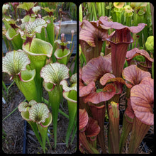 Load image into Gallery viewer, Sarracenia &#39;Leah Wilkerson&#39; x &#39;Ares&#39; Seeds-Flytrap King