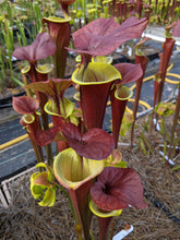 Load image into Gallery viewer, Sarracenia &#39;Waccamaw&#39; x Self Seeds-Flytrap King