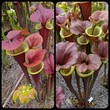 Load image into Gallery viewer, Sarracenia Waccamaw x flava var atropurpurea Seeds-Flytrap King