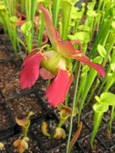 Load image into Gallery viewer, Sarracenia White Top x Gulf Sweet Pitcher Plant-Flytrap King