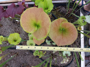 Sarracenia flava "Supermax" Pitcher Plant-Flytrap King