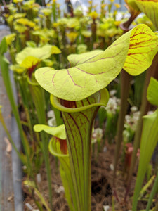 Sarracenia flava "extreme throat" pitcher plant-Flytrap King