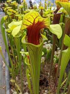 Sarracenia flava "extreme throat" pitcher plant-Flytrap King