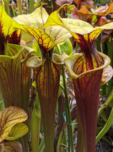 Load image into Gallery viewer, Sarracenia flava var rubricorpora &quot;vigorous&quot; pitcher plant