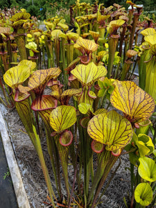 Sarracenia flava var. ornata "Flytrap King" pitcher plant-Flytrap King