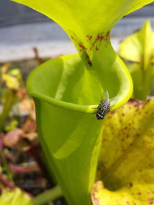 Sarracenia flava var. rugelii - "Cut Throat" Trumpet Pitcher Plant-Flytrap King