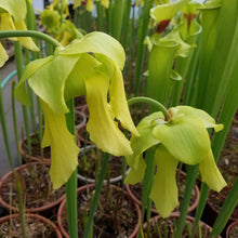 Load image into Gallery viewer, Sarracenia flava var. rugelii - &quot;Cut Throat&quot; Trumpet Pitcher Plant-Flytrap King
