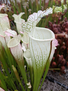 Sarracenia leucophylla 'Hurricane Creek White' "clone F" pitcher plant-Flytrap King