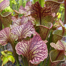 Load image into Gallery viewer, Sarracenia leucophylla x (leucophylla x flava) pitcher plant-Flytrap King